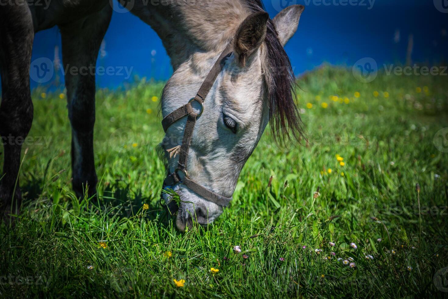 beautiful light horse grazes on meadow by autumn photo