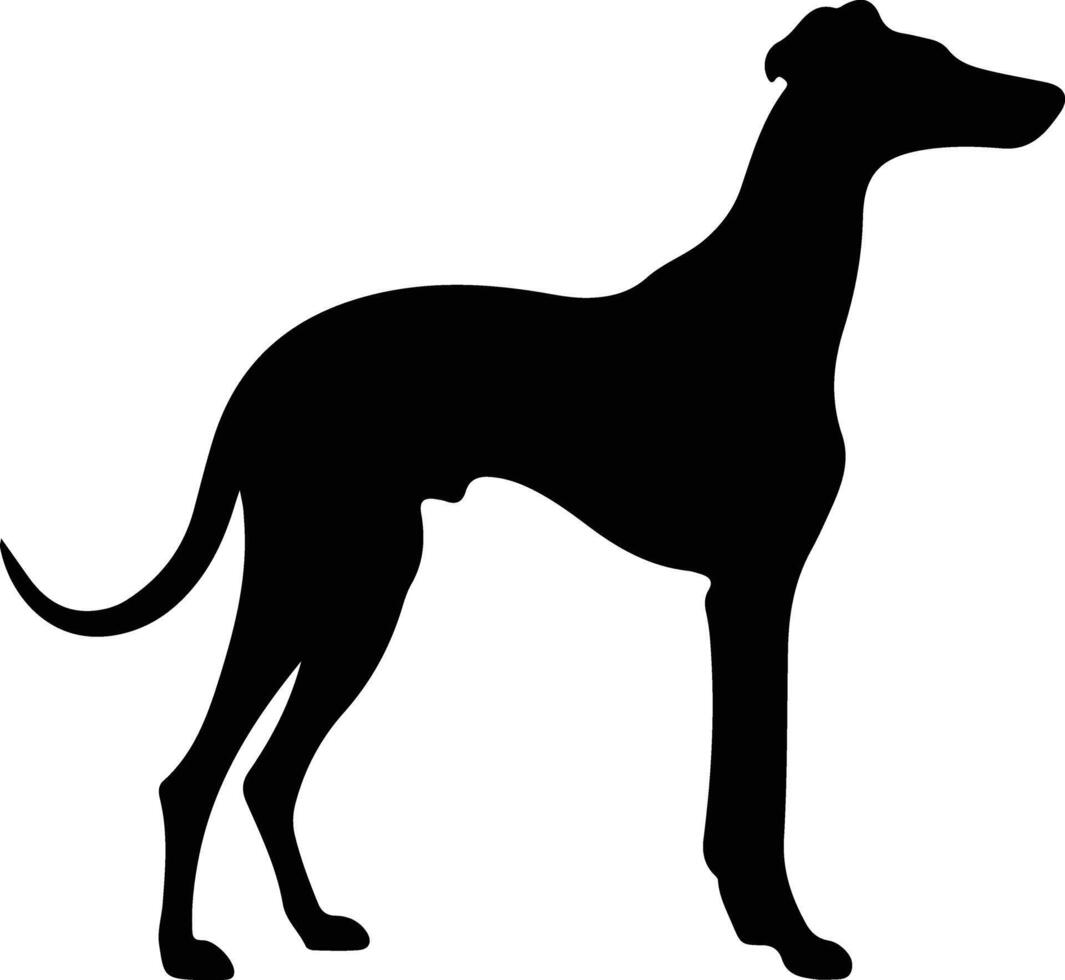 galgo silueta retrato vector