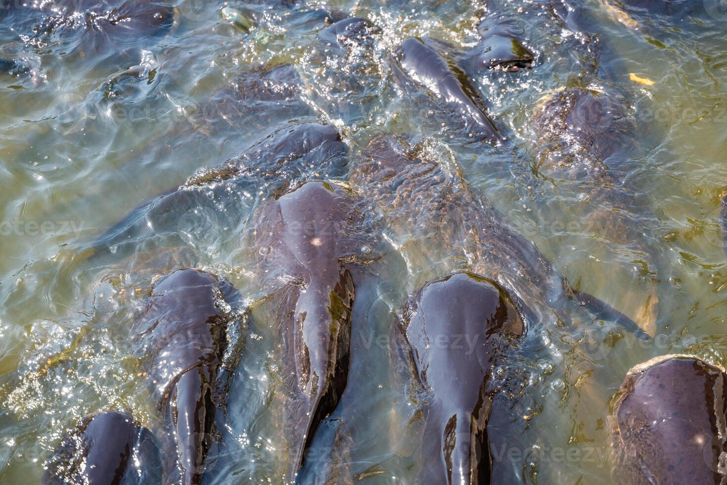 Many gigantic asian catfishes are waiting for food in zoo of Thailand photo