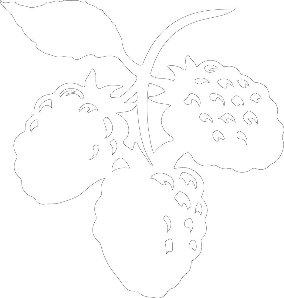 boysenberry  outline silhouette vector