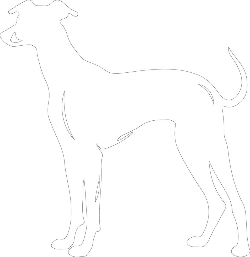 galgo contorno silueta vector