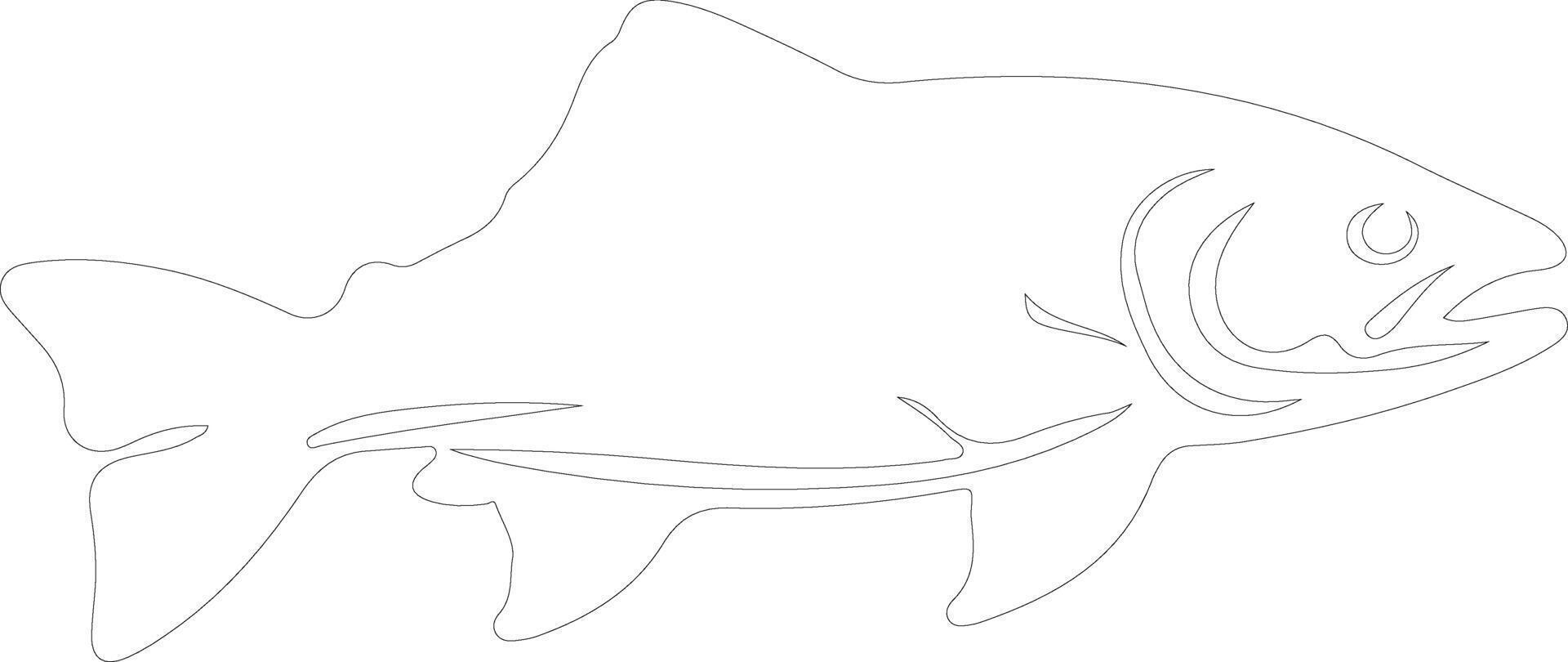 trout    outline silhouette vector