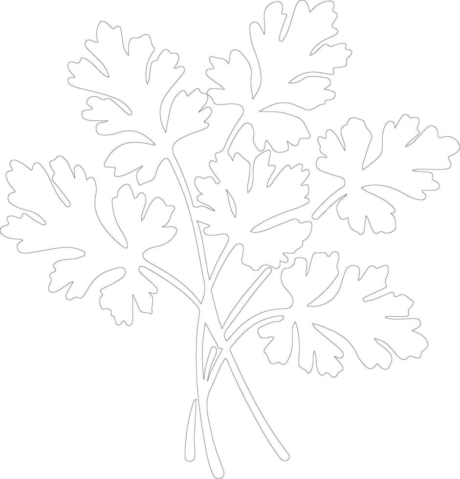 parsley  outline silhouette vector