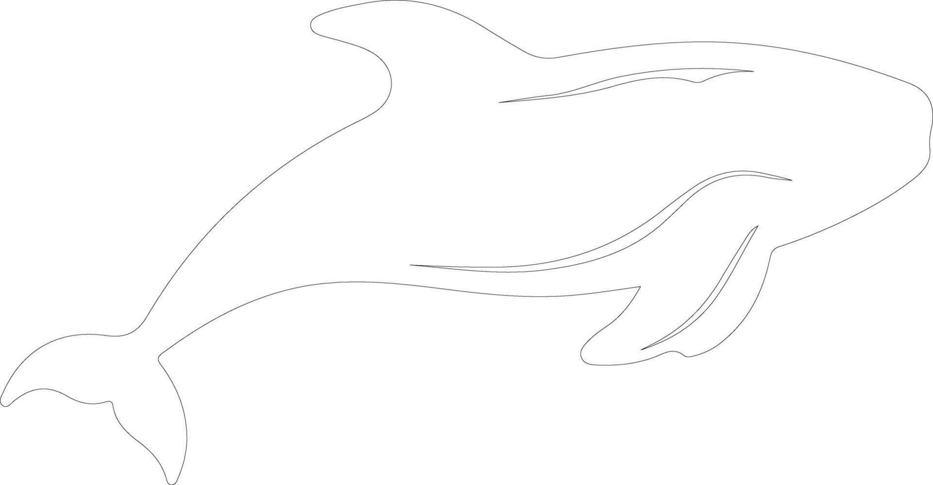 northern right whale  outline silhouette vector