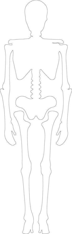 esqueleto contorno silueta vector