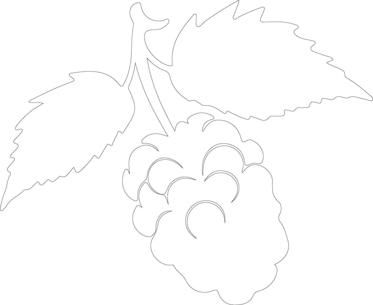boysenberry  outline silhouette vector