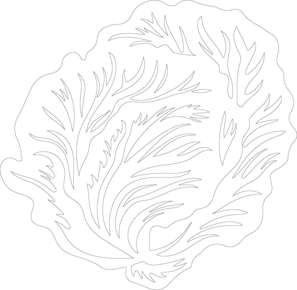 iceberg lettuce  outline silhouette vector