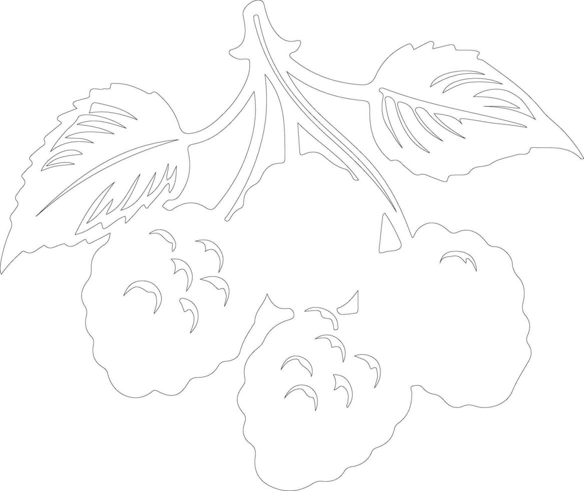 marionberry  outline silhouette vector