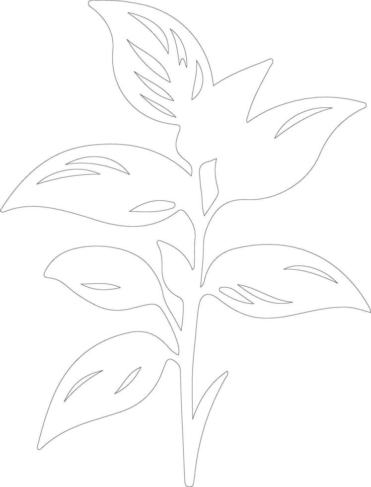 basil  outline silhouette vector