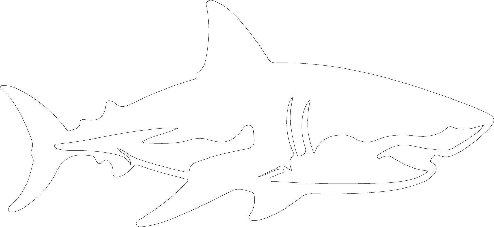 great white shark  outline silhouette vector