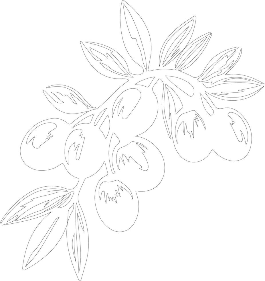 kumquat  outline silhouette vector