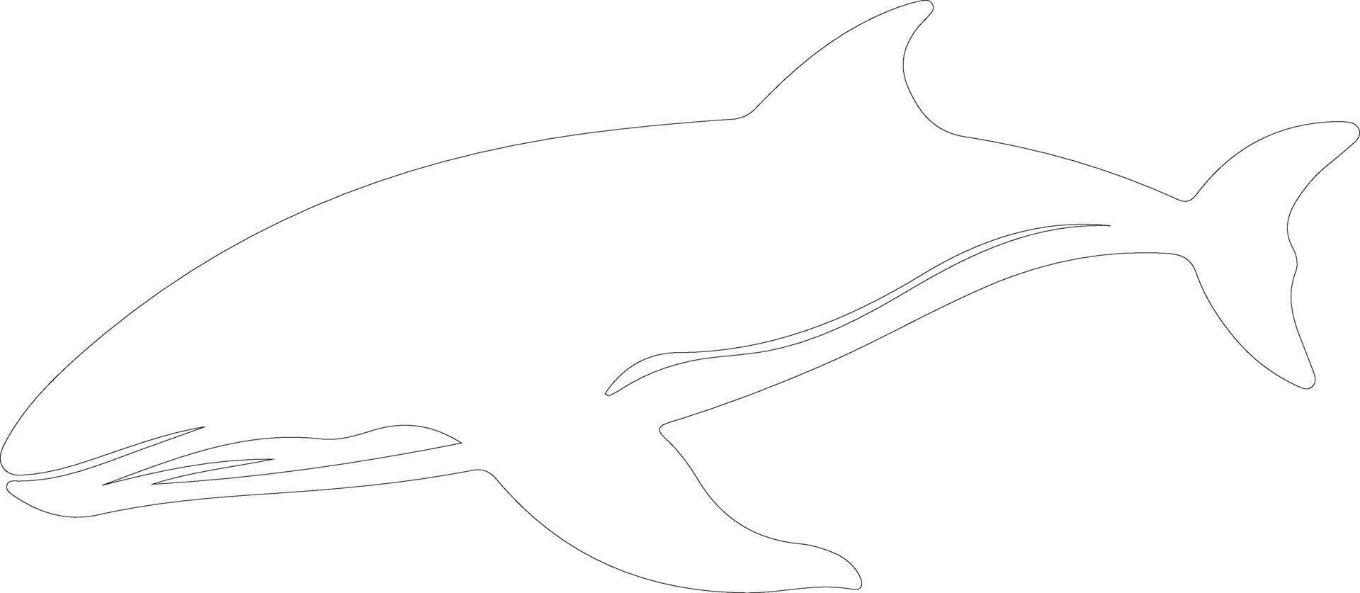 whale  outline silhouette vector