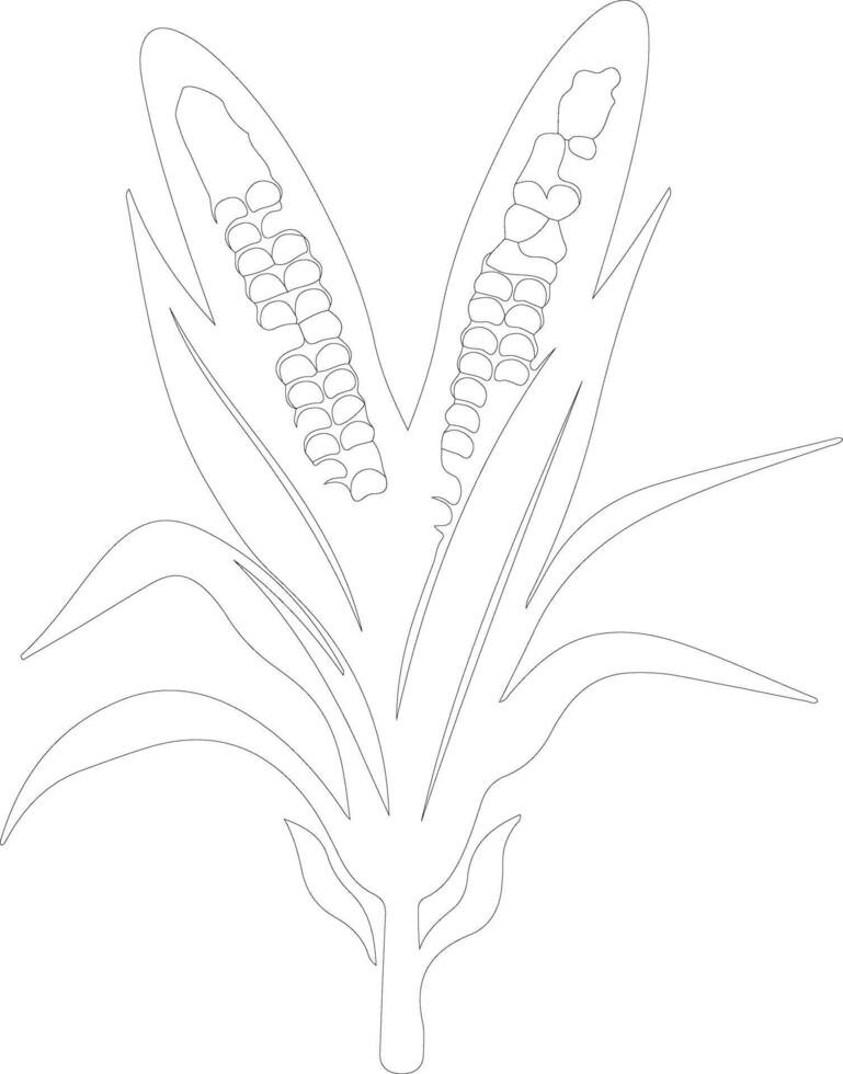 maize  outline silhouette vector