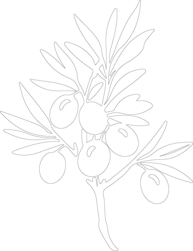 olive  outline silhouette vector