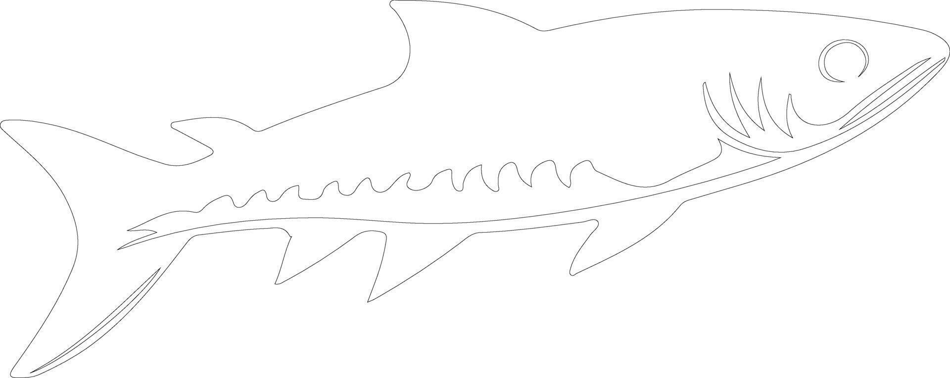 barracuda  outline silhouette vector