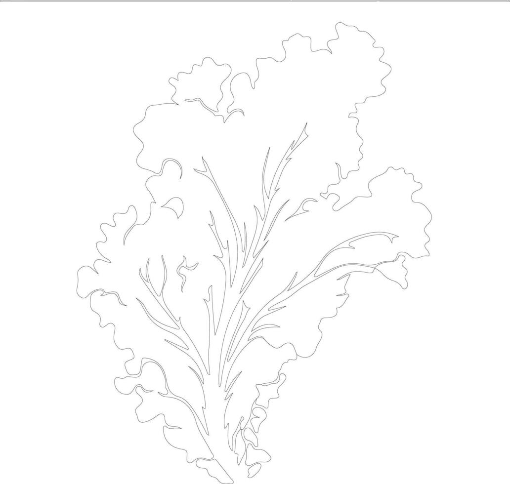 lettuce  outline silhouette vector