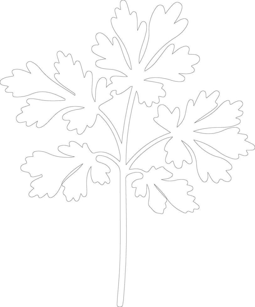 parsley  outline silhouette vector