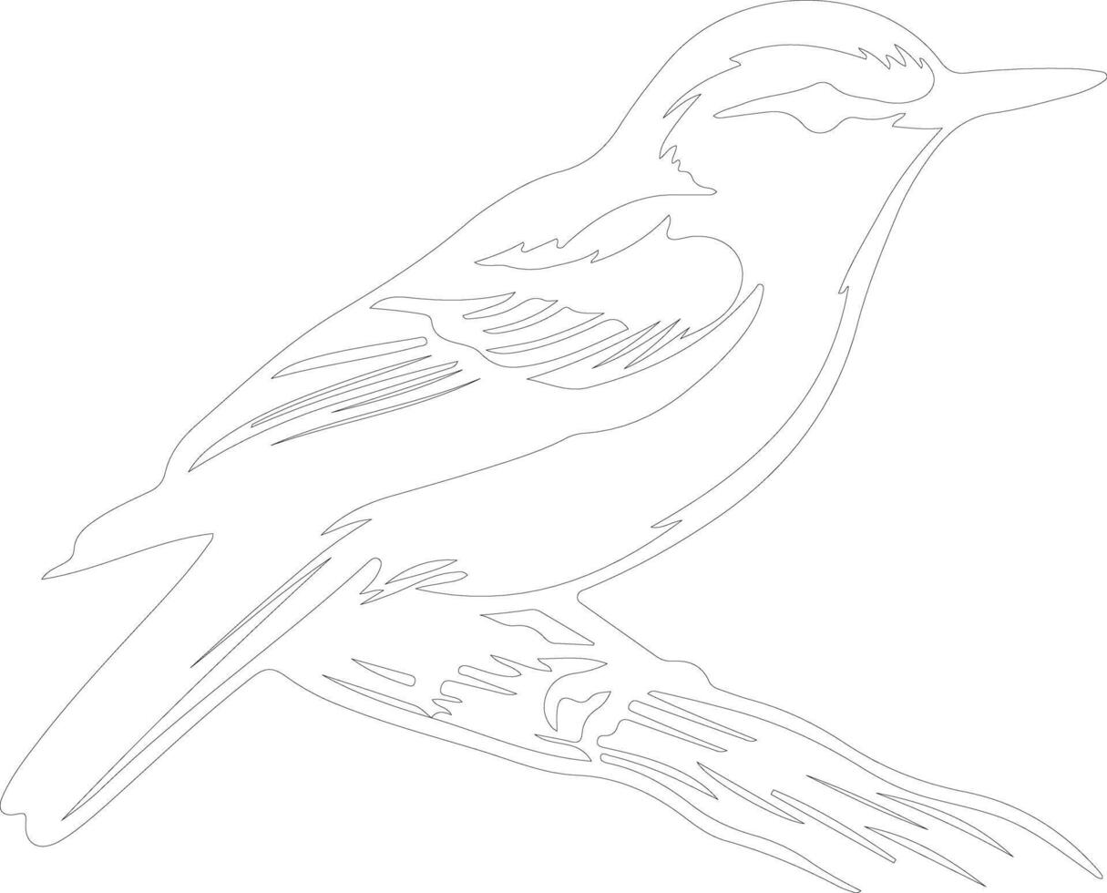 white-breasted nuthatch  outline silhouette vector