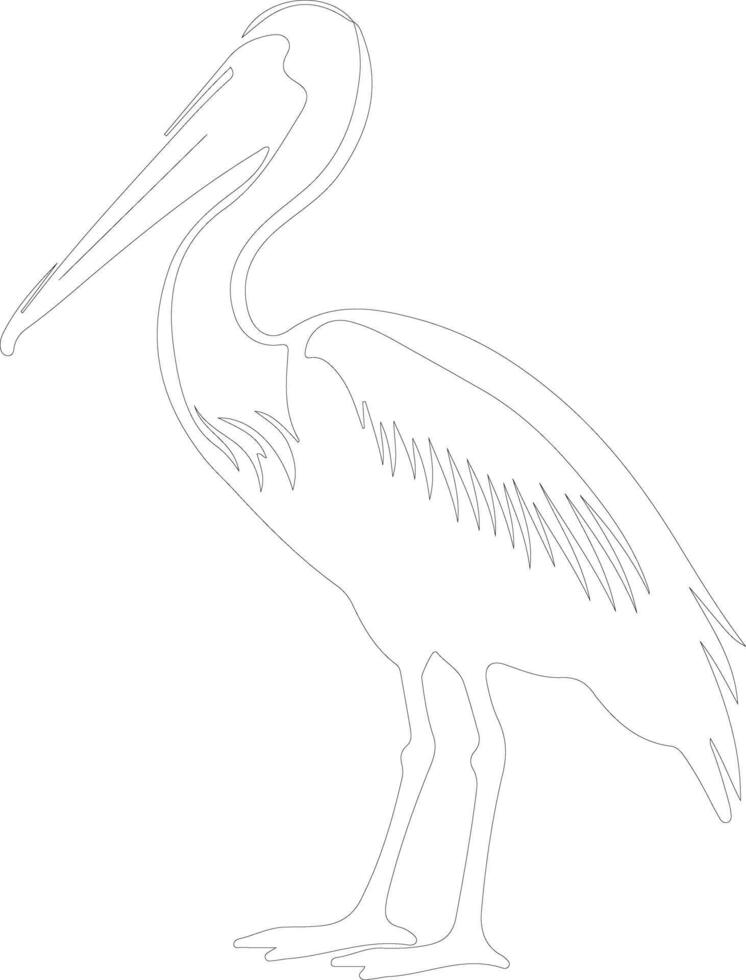 white pelican  outline silhouette vector