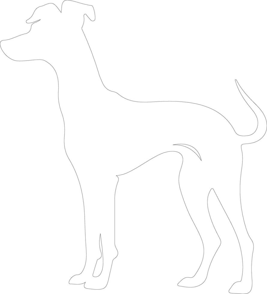 italiano galgo contorno silueta vector