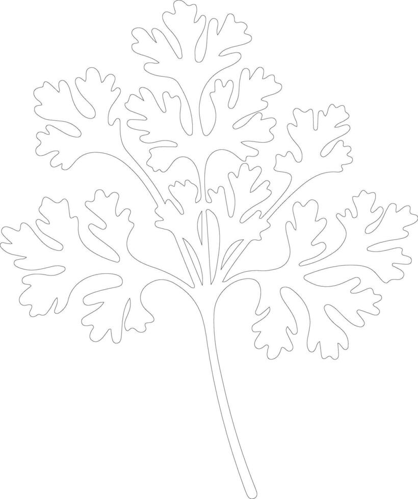 parsley  outline silhouette vector