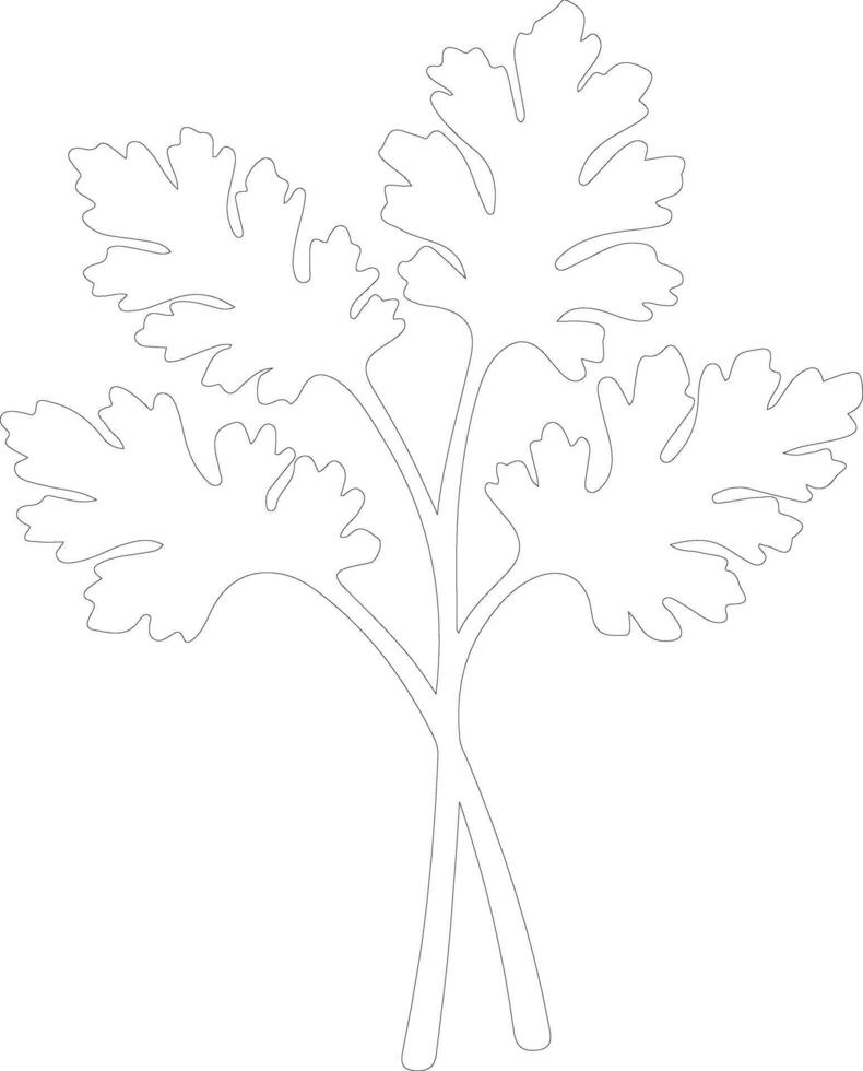 parsley  outline silhouette vector