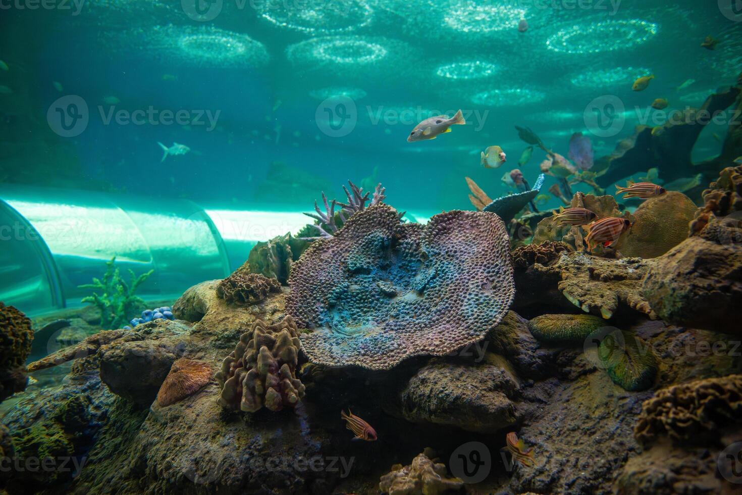 Aquatic tunnel in the Underwater World in Pattaya, Thailand photo