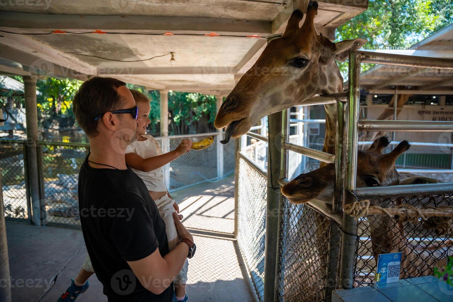 The girl's hand was giving food to the giraffe in the zoo. Father and little daughter feeding animal. Travel concept. High quality photo