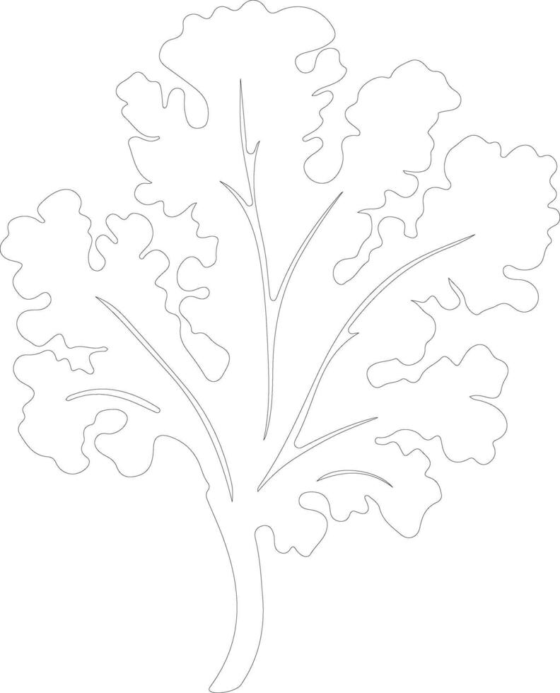 kale  outline silhouette vector