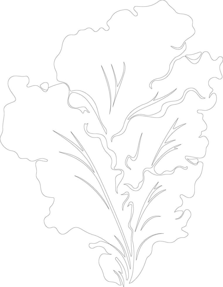 lettuce  outline silhouette vector