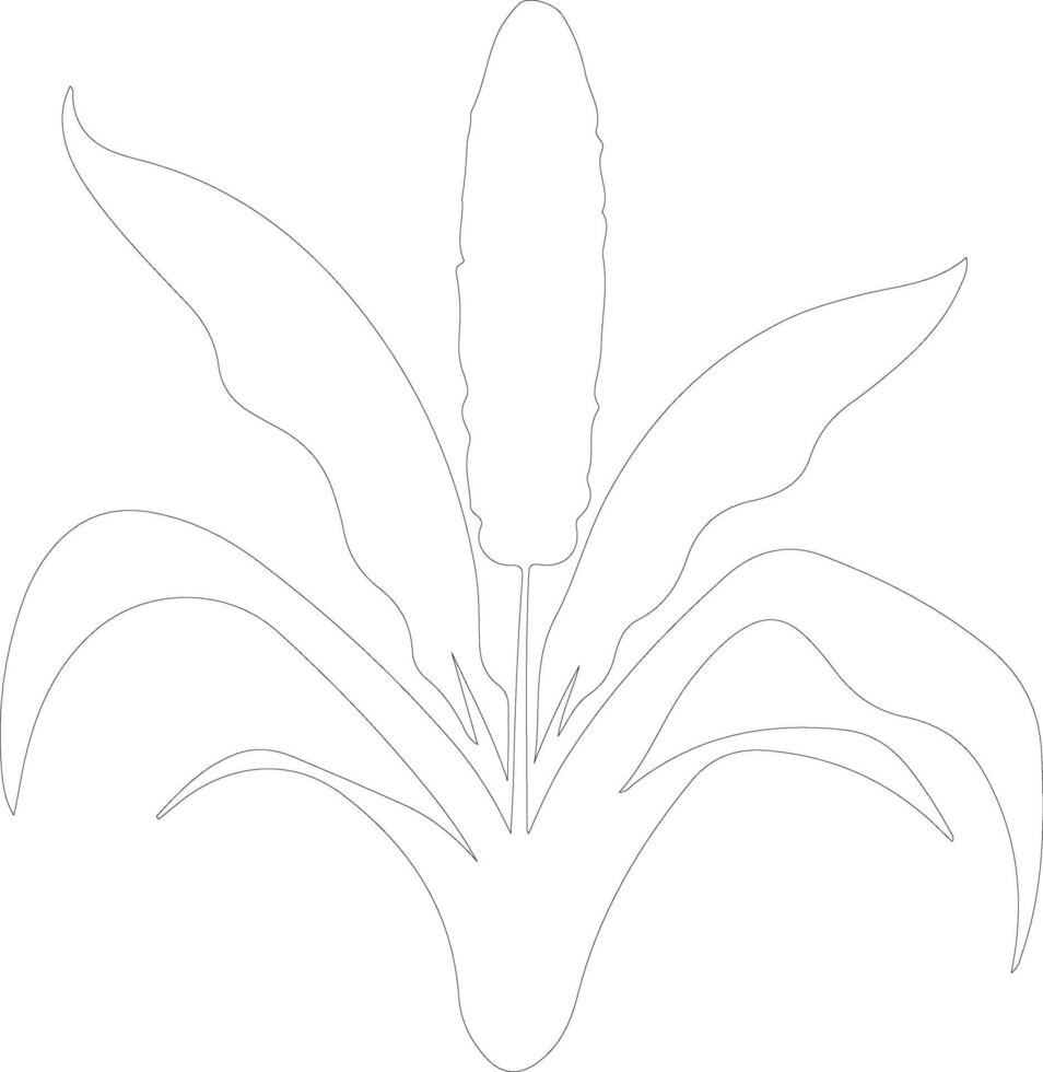 maize  outline silhouette vector