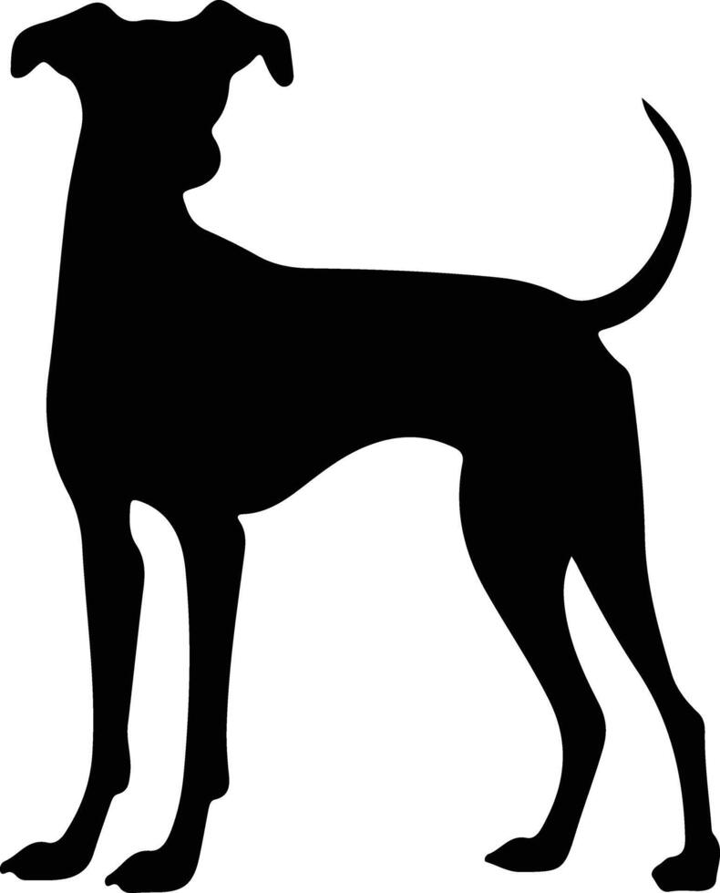 italiano galgo negro silueta vector