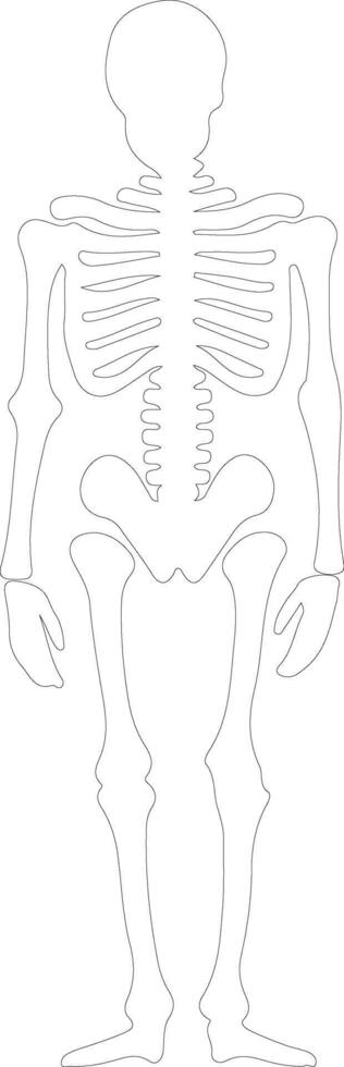 esqueleto contorno silueta vector