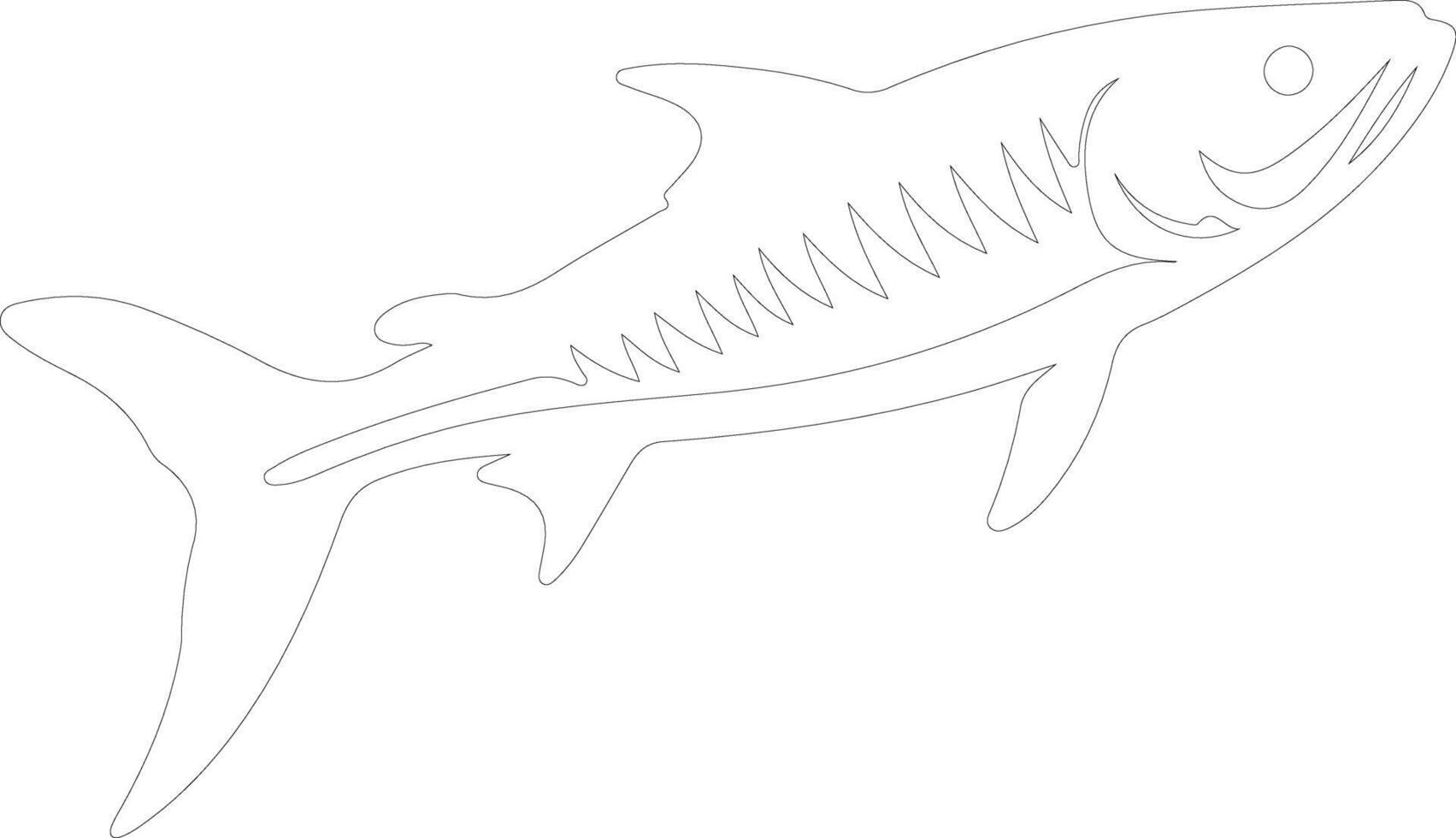 barracuda contorno silueta vector