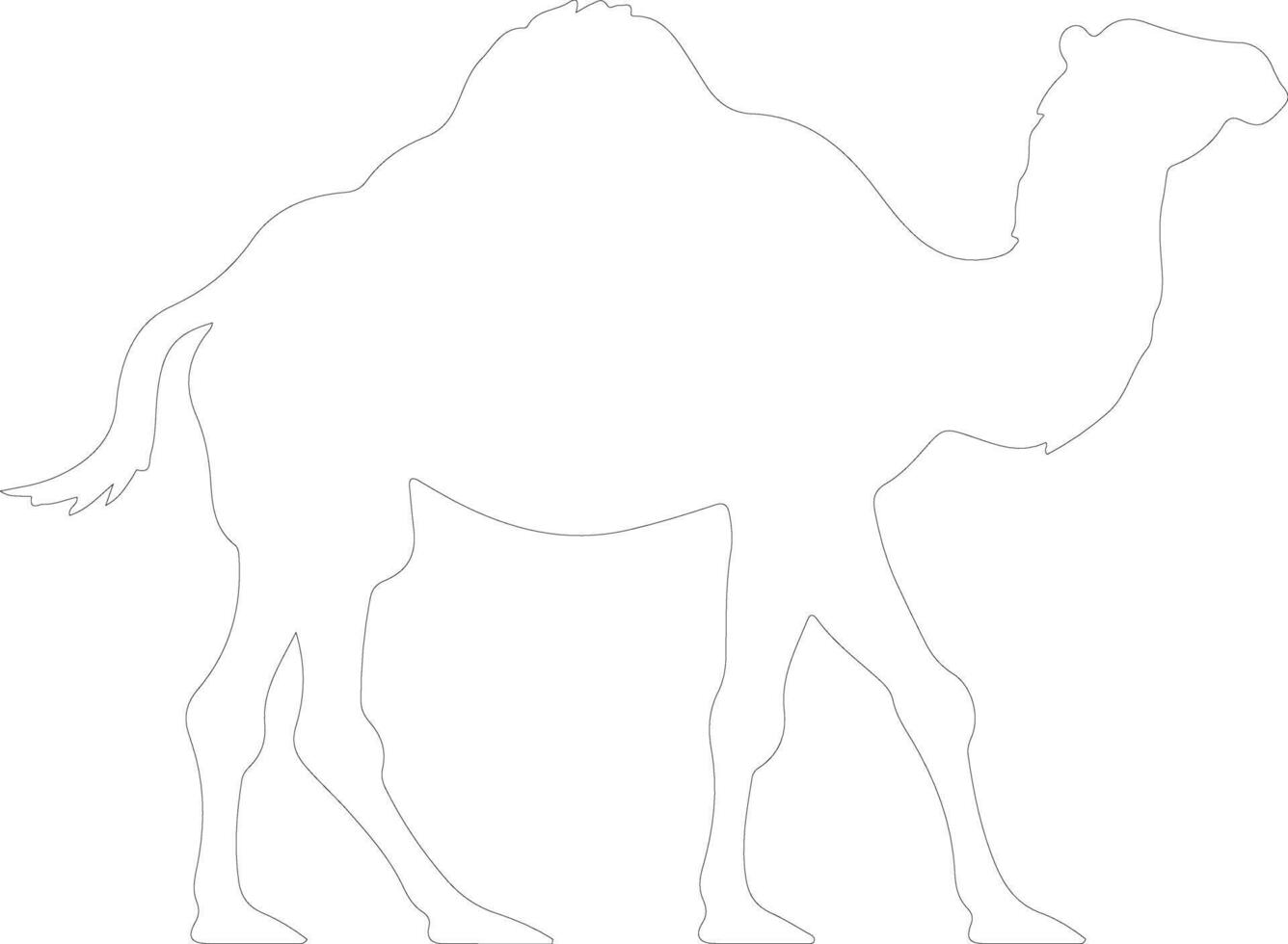 bactrian camel  outline silhouette vector