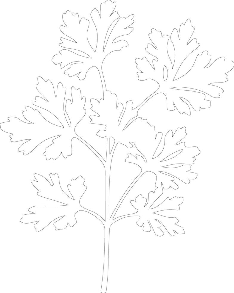 parsley  outline silhouette vector