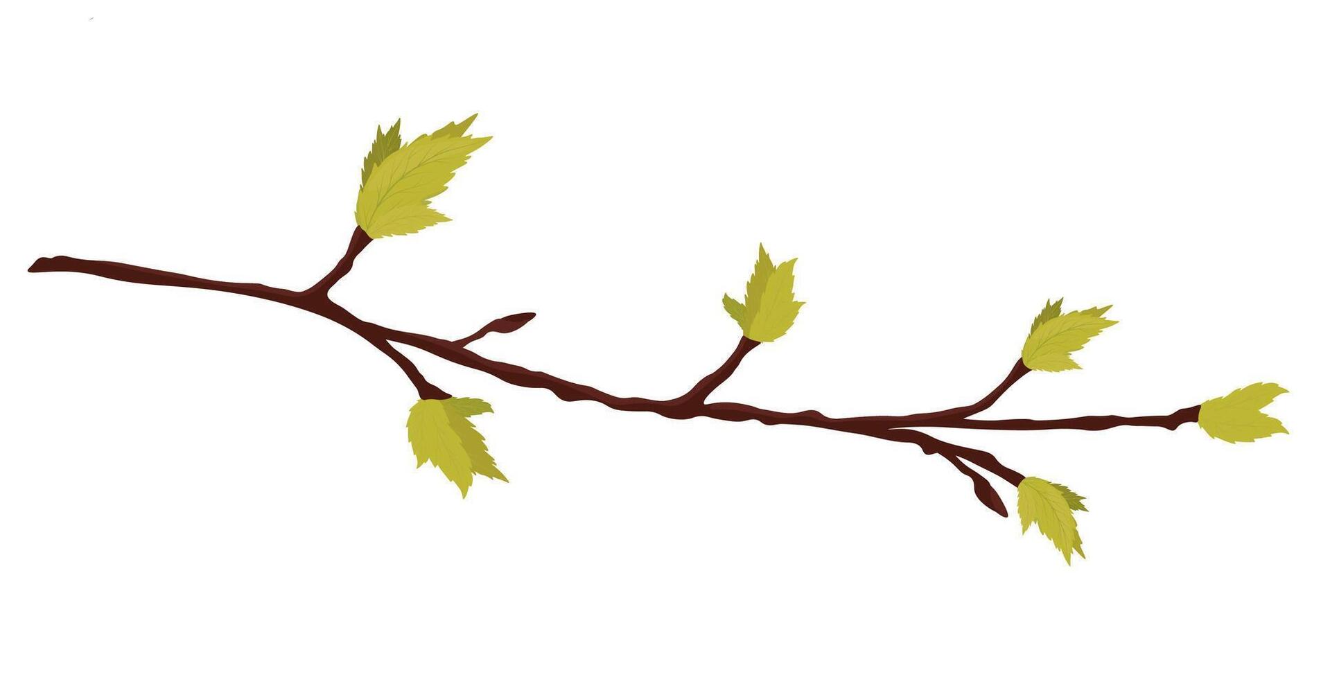 Branch with young leaf sprouts vector