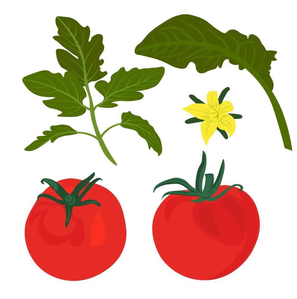 Red tomatoes vector stock illustration. A set of leaves and ripe tomato fruits. Round vegetables for cooking recipes. Isolated on a white background.