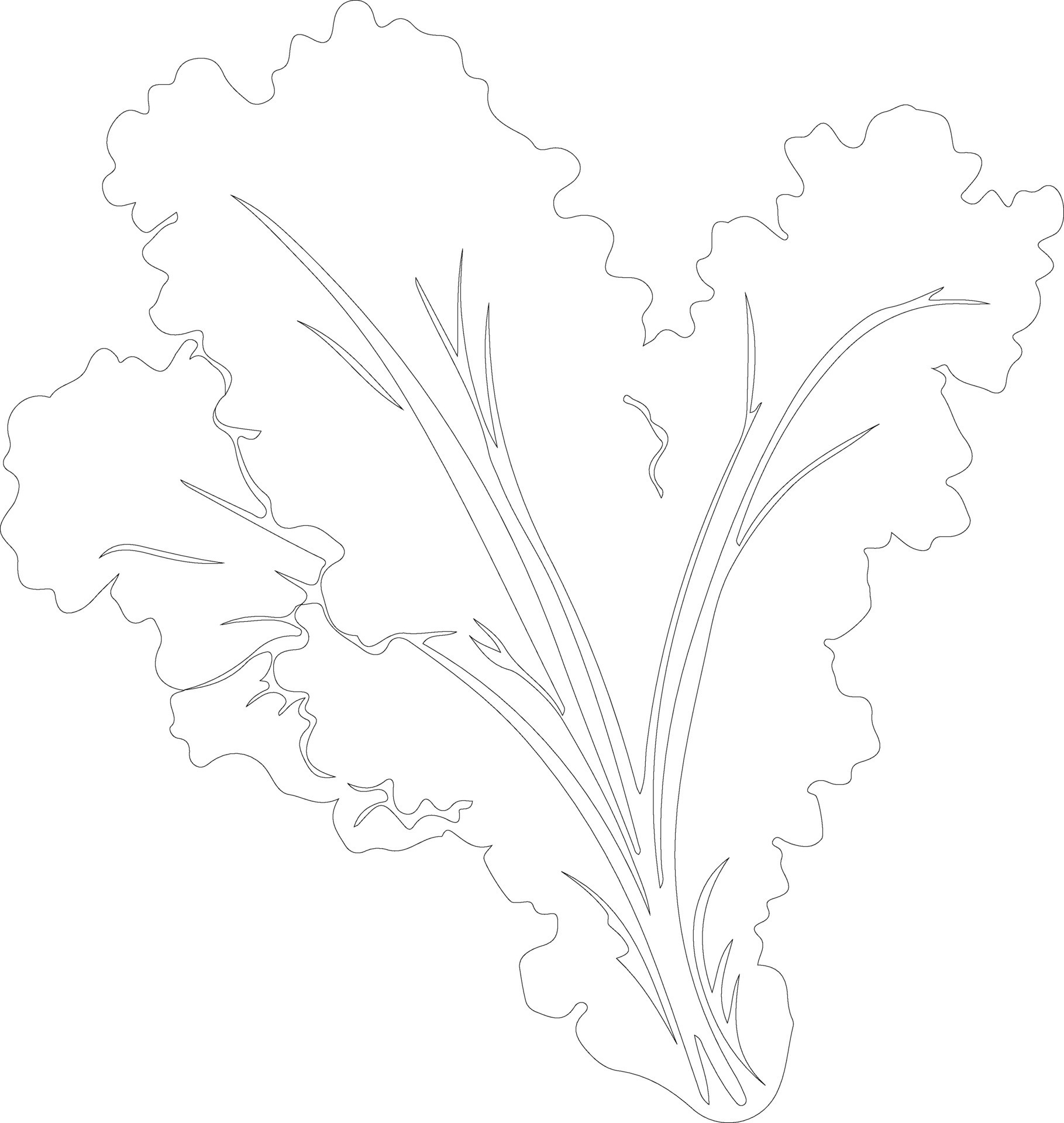 lettuce outline silhouette 38494461 Vector Art at Vecteezy