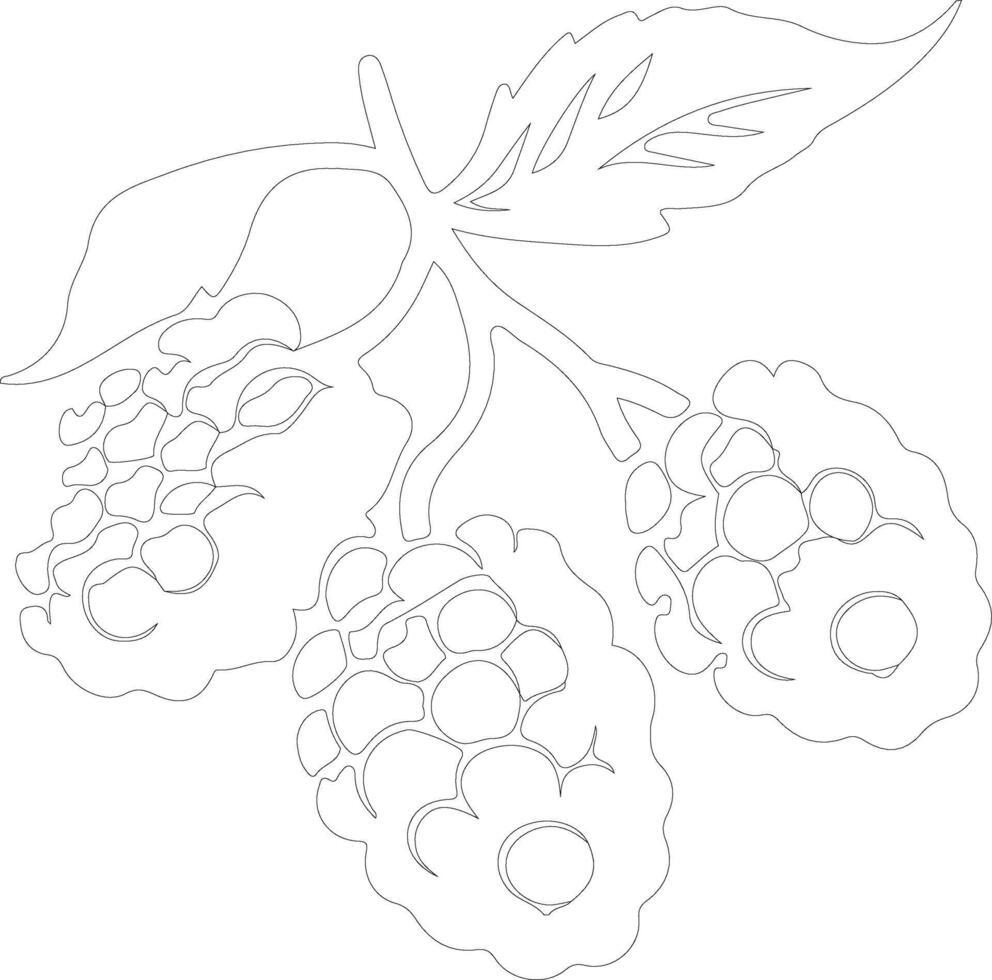 boysenberry  outline silhouette vector