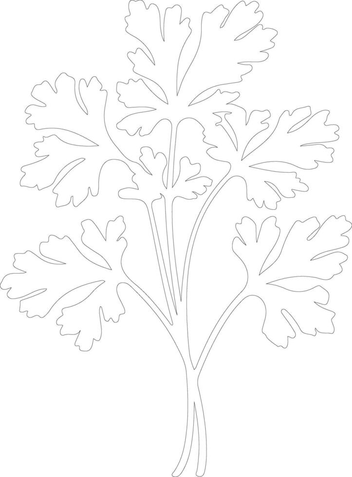 parsley outline silhouette vector