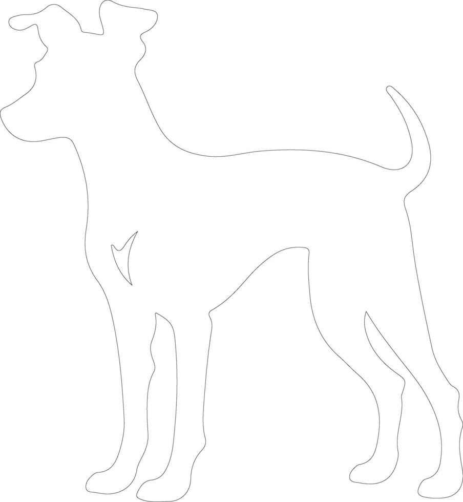 Italian Greyhound  outline silhouette vector