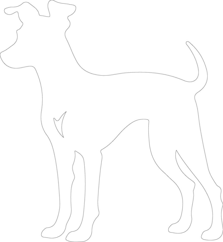 italiano galgo contorno silueta vector