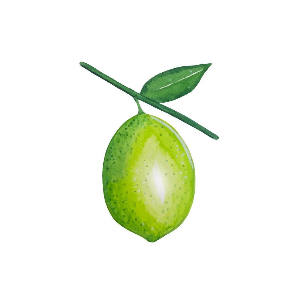 Hand drawn lime on a branch, watercolor illustration vector