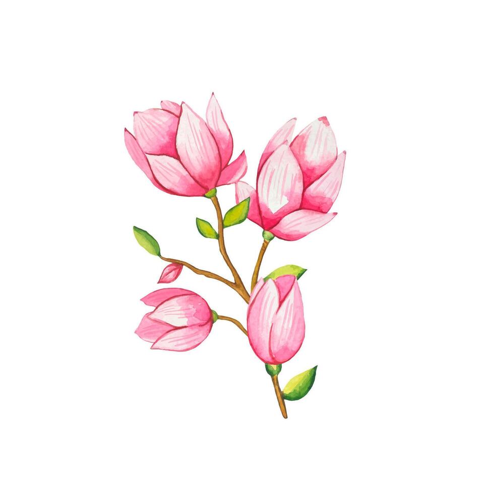 Hand drawn sprig of blooming pink magnolia, watercolor vector