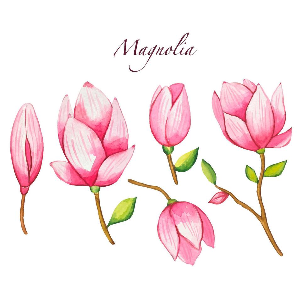 Set with blooming pink magnolia, watercolor vector