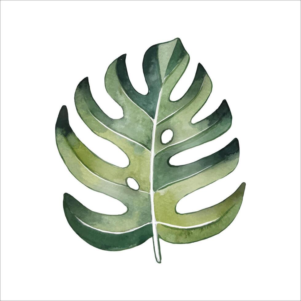 Hand drawn monstera leaf, watercolor vector