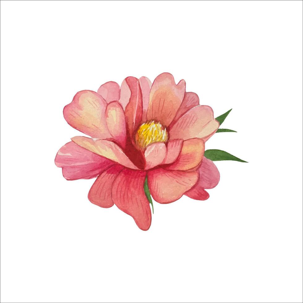 Hand drawn peony bud, watercolor vector