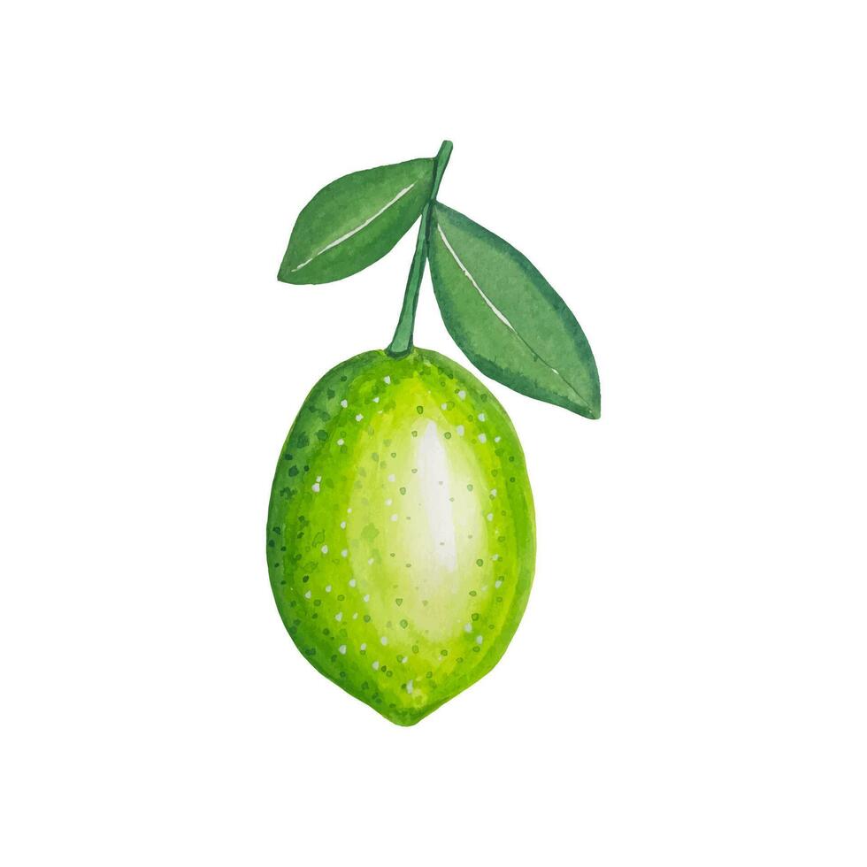 Hand drawn lime, watercolor illustration vector