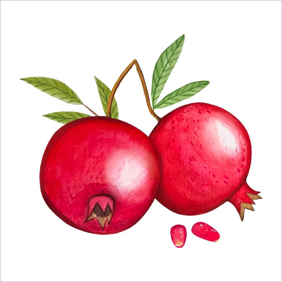 Hand drawn ripe pomegranates, watercolor illustration vector